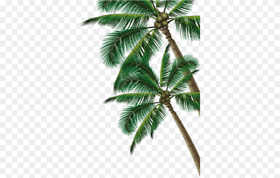 Coconut Tree No Background, Palm Tree, Plant, Food, Fruit Png Image
