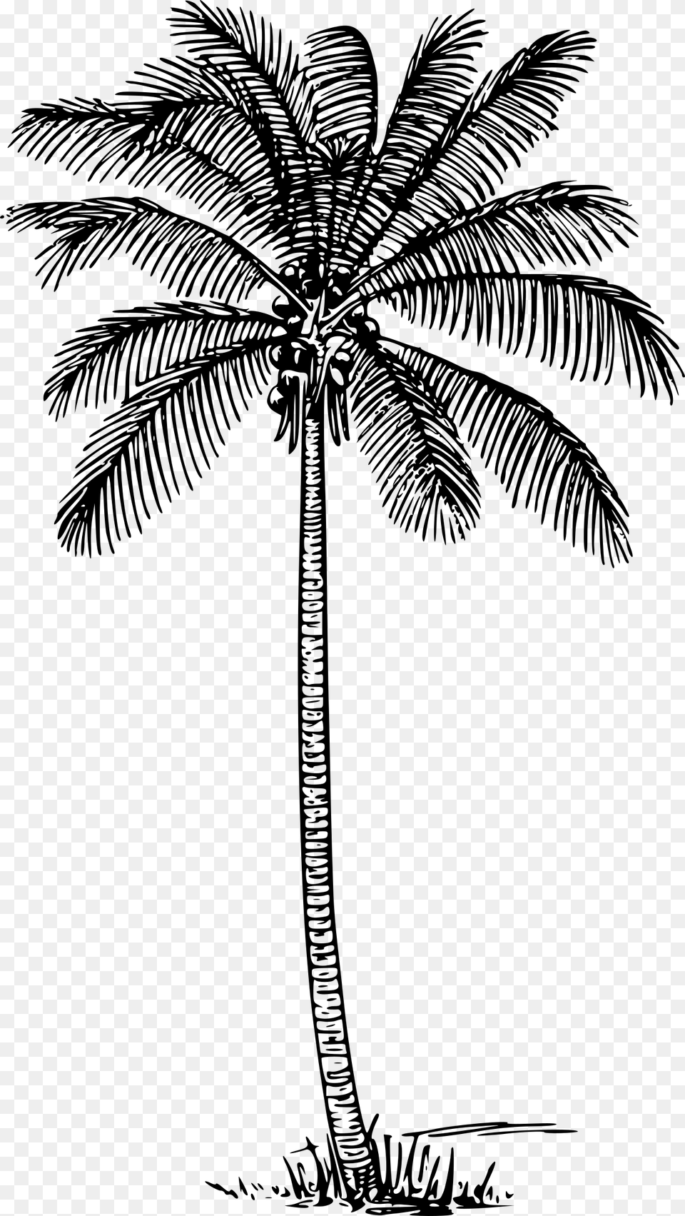 Coconut Tree Outline, Gray Free Transparent Png