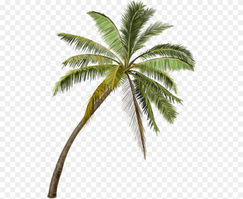 Coconut Tree Painting, Leaf, Palm Tree, Plant Png