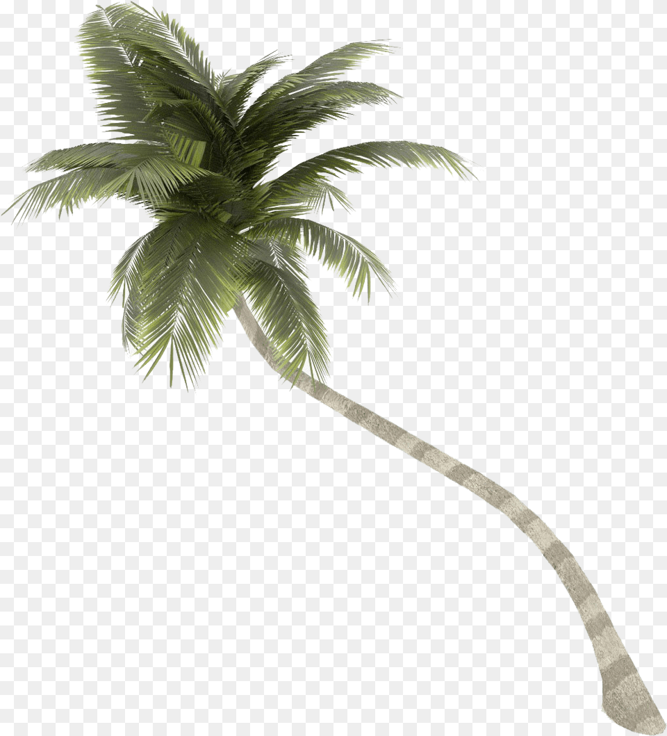 Coconut Tree Palm Coconut Tree Transparent Background, Palm Tree, Plant Png Image
