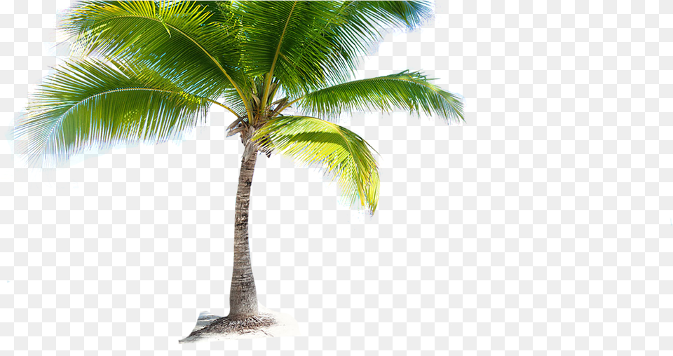Coconut Tree Picture Coconut Tree Hd, Palm Tree, Plant, Summer, Leaf Free Transparent Png