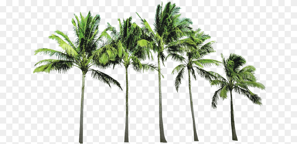 Coconut Tree Picture Coconut Trees Background, Palm Tree, Plant, Vegetation, Leaf Png Image