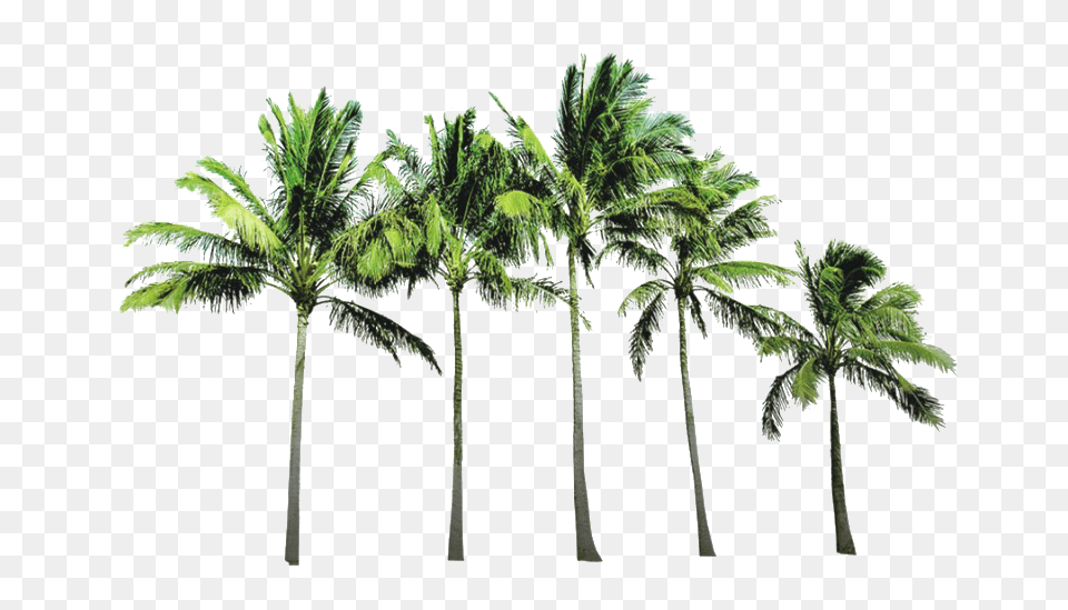 Coconut Tree Picture Coconut Trees Background, Palm Tree, Plant, Summer, Food Png