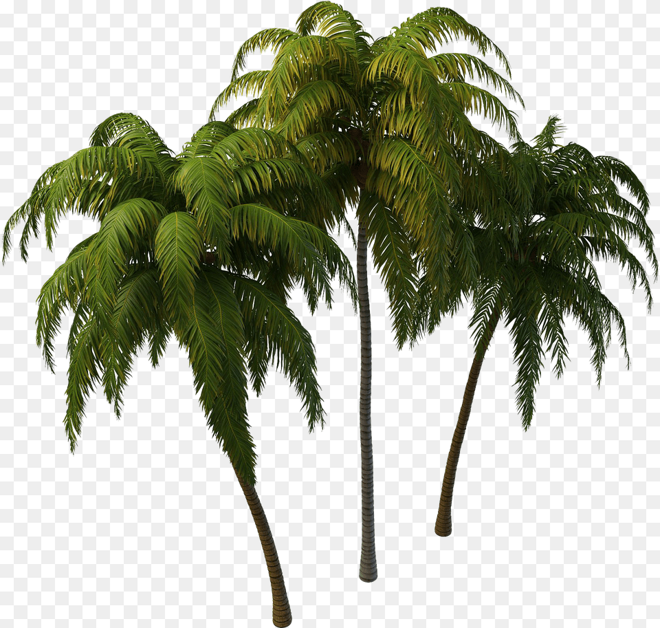 Coconut Tree Plan, Fern, Palm Tree, Plant, Vegetation Png