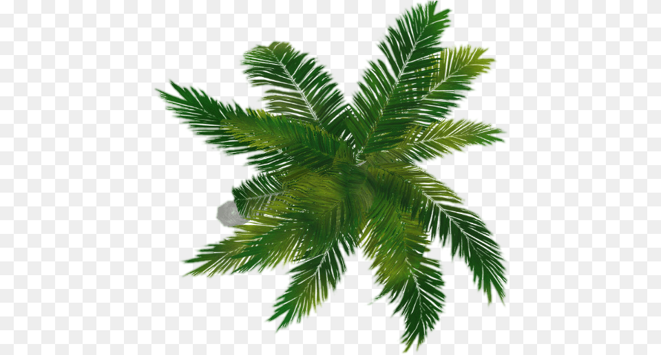 Coconut Tree Top View Coconut Tree Top View, Fern, Leaf, Plant, Palm Tree Png