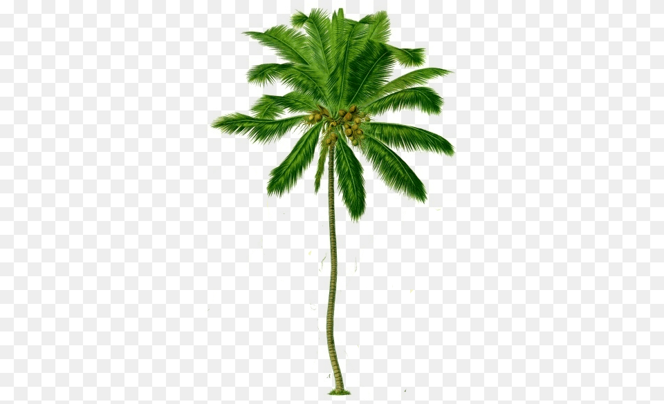 Coconut Tree Transparent Background Icons Transparent Coconut Tree, Palm Tree, Plant, Summer, Leaf Free Png
