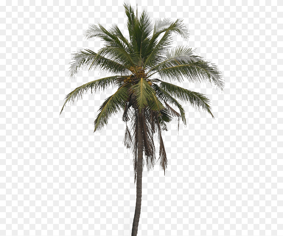 Coconut Tree Hd Photo All Real Coconut Tree, Palm Tree, Plant Free Transparent Png