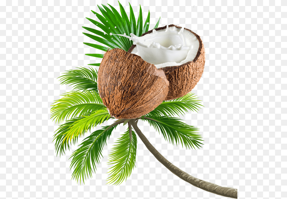 Coconut Tree Transparent Image Beach Coconut Tree, Food, Fruit, Plant, Produce Png