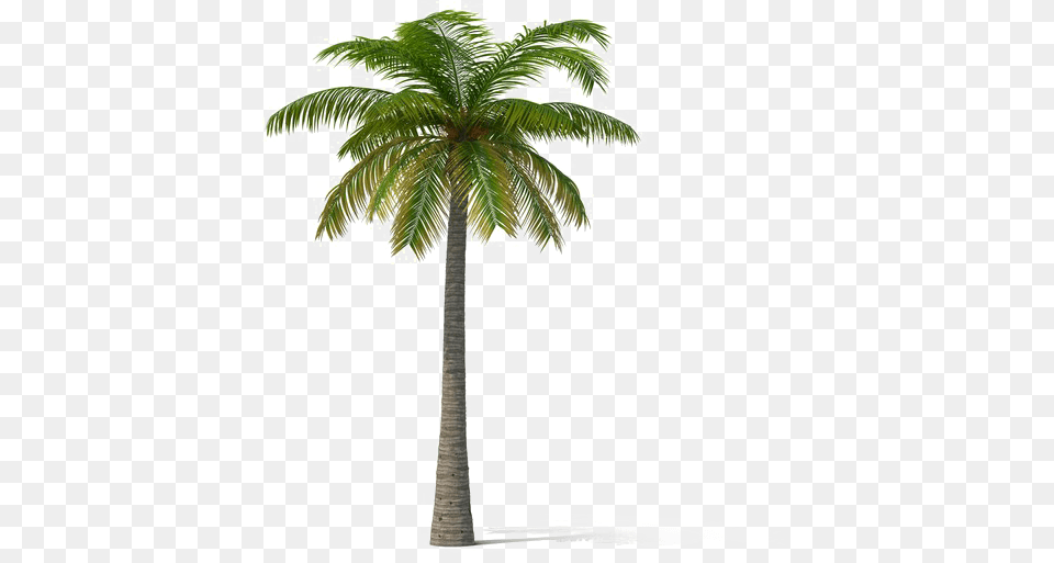 Coconut Tree Transparent Palm Trees, Palm Tree, Plant Free Png
