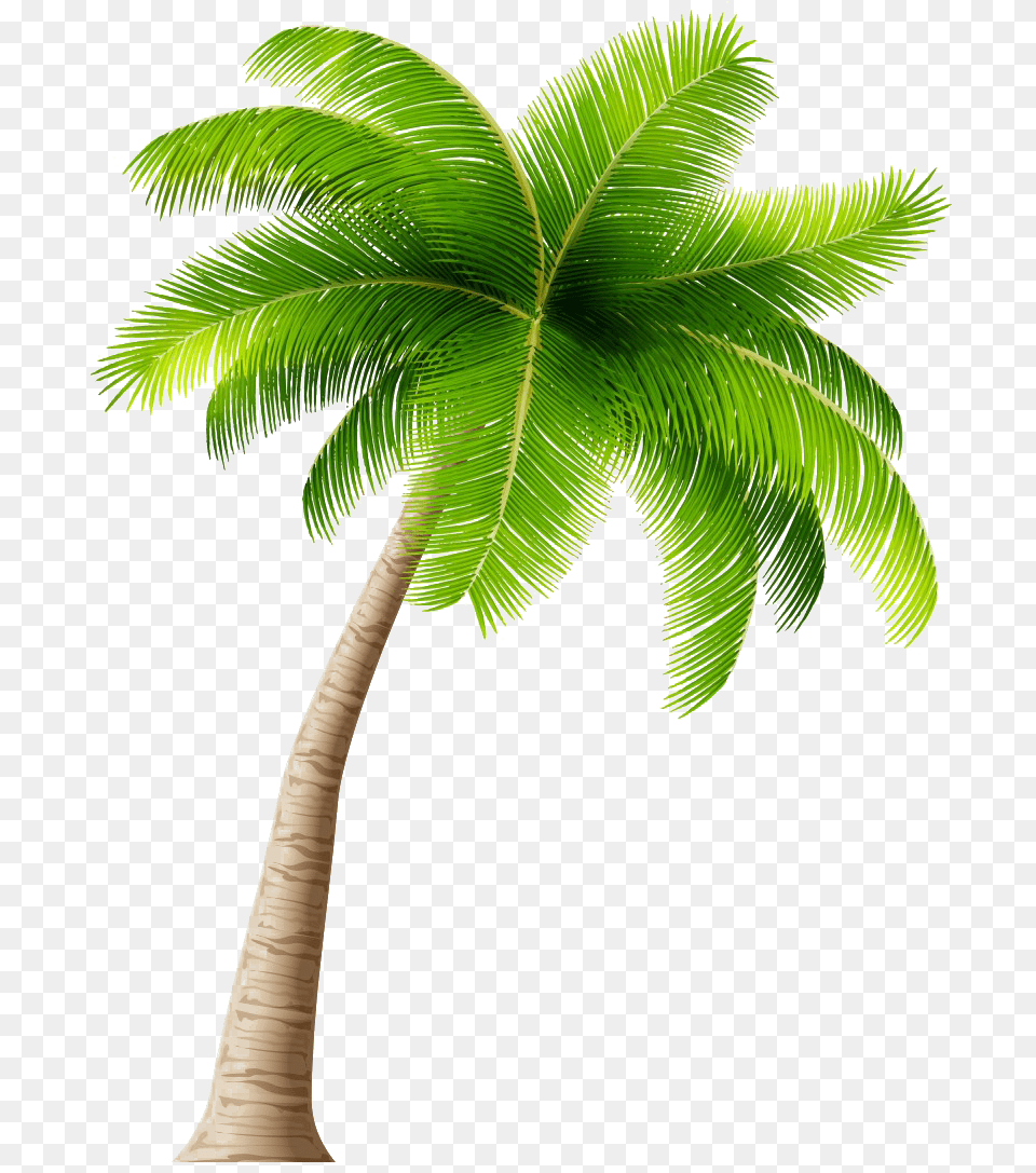 Coconut Tree Transparent Transparent Background Coconut Tree Clip Art, Leaf, Palm Tree, Plant Free Png