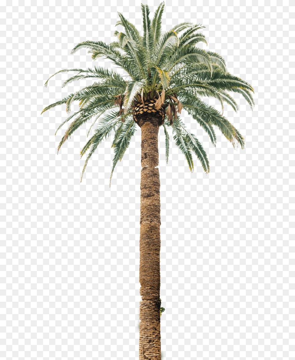 Coconut Tree Useful Parts, Palm Tree, Plant Png Image