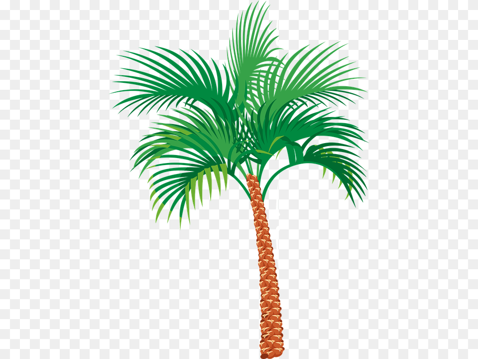 Coconut Tree Vector, Palm Tree, Plant Free Transparent Png