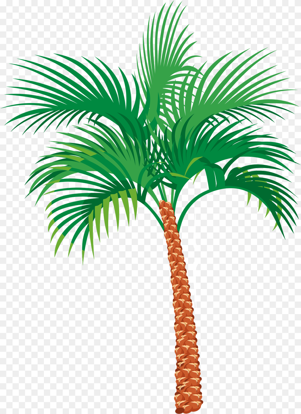Coconut Tree Vector, Palm Tree, Plant Png Image