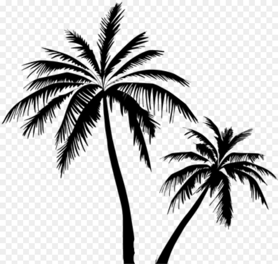 Coconut Tree Vector Clipart Coconut Tree Vector, Gray Free Transparent Png