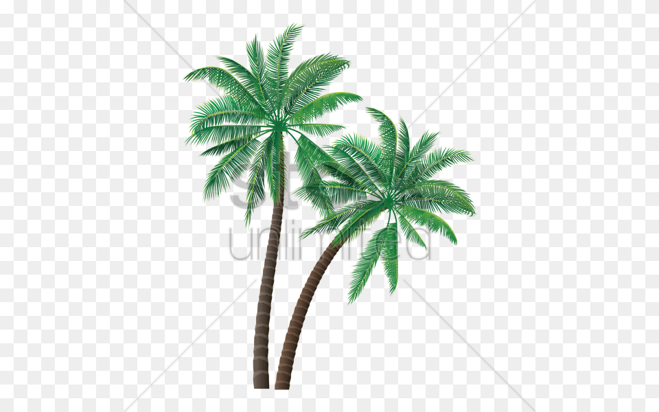 Coconut Tree Vector Image, Palm Tree, Plant, Leaf Free Transparent Png
