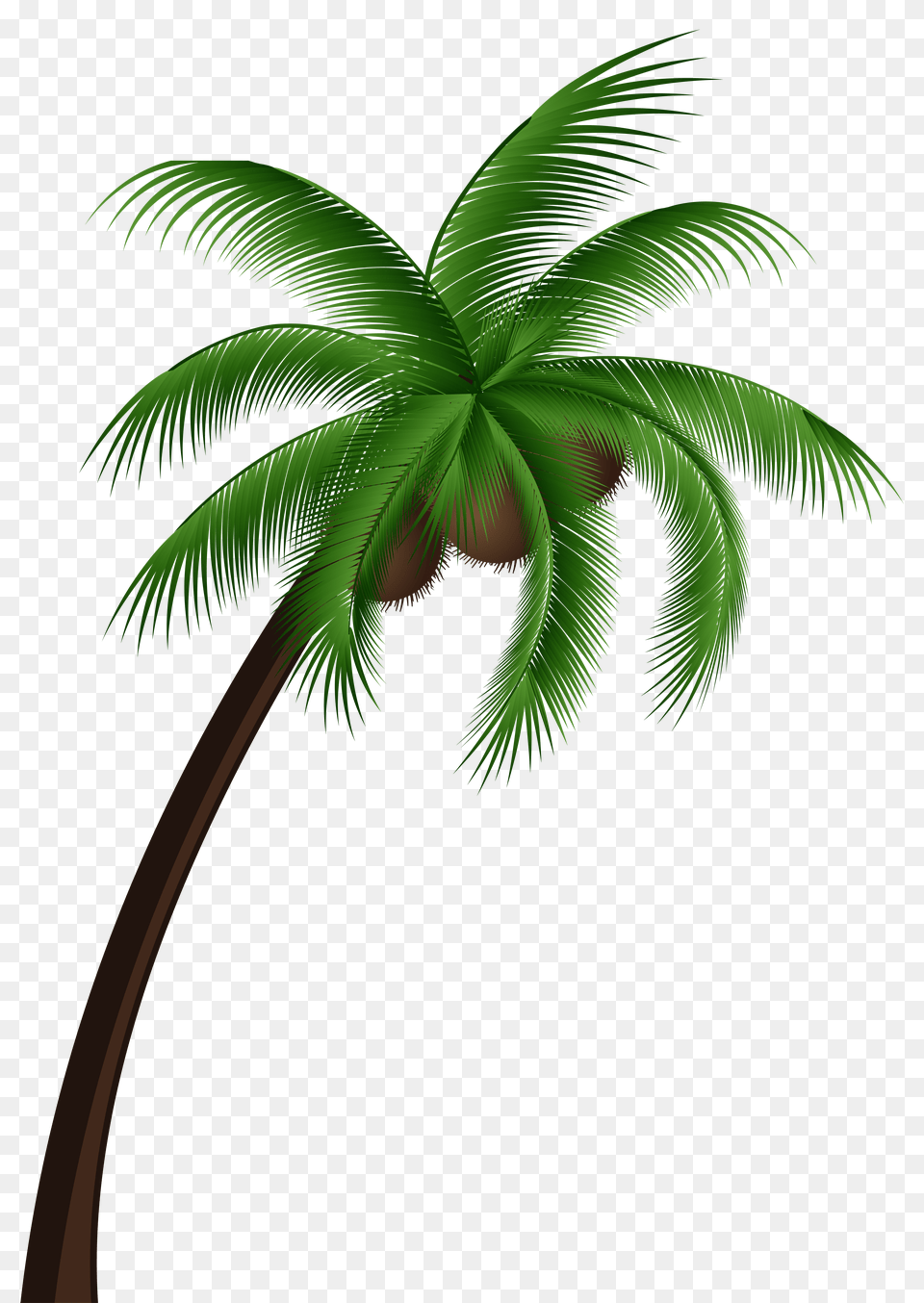 Coconut Tree Vector Transparent Coconut Palm Tree Png Image