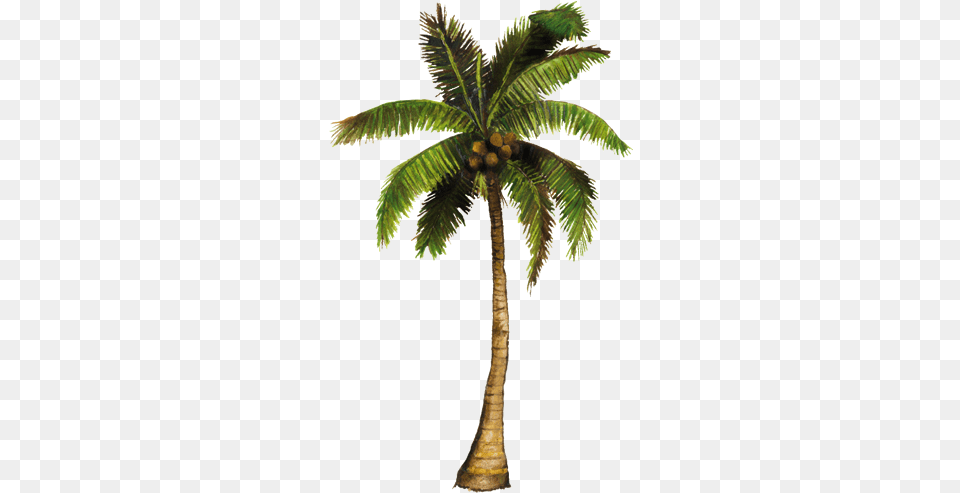 Coconut Tree With Coconut, Palm Tree, Plant, Food, Fruit Png