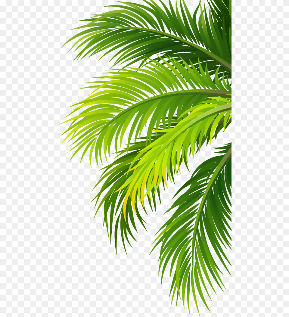 Coconut Water Air Filter Plant Leaf Palm Tree, Green, Palm Tree, Vegetation, Fern Free Transparent Png