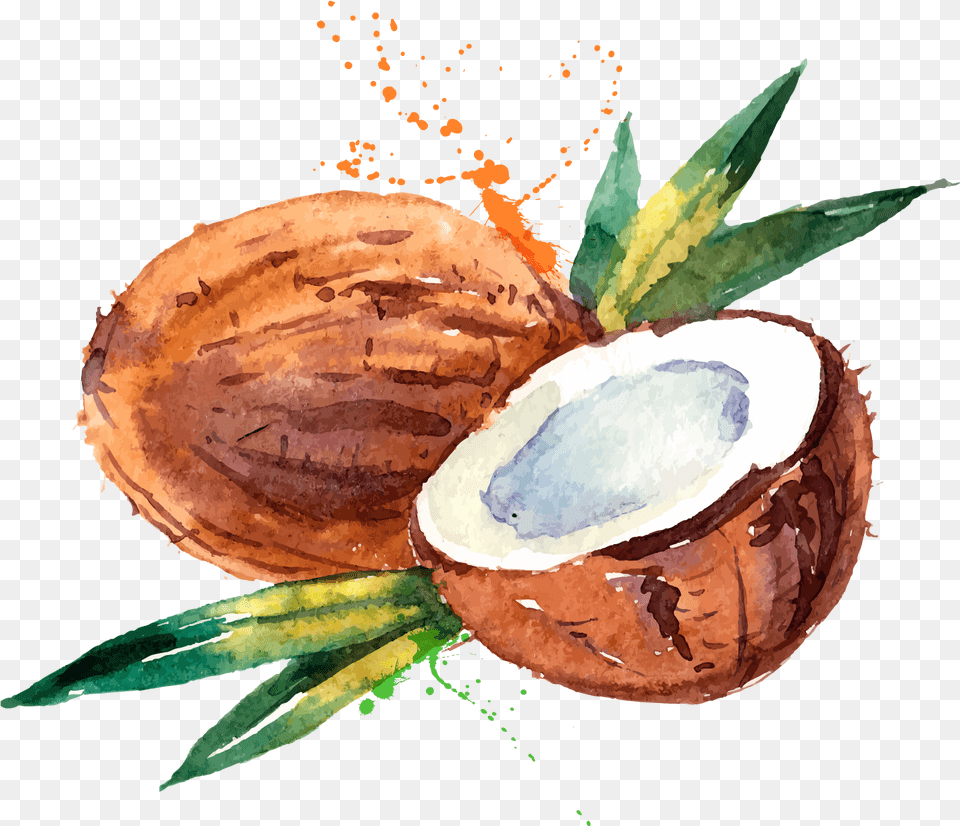 Coconut Water Coconut Milk Watercolor Painting, Food, Fruit, Plant, Produce Png Image