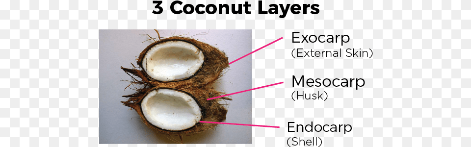 Coconutlayers Coconuts Drupe, Food, Fruit, Plant, Produce Png