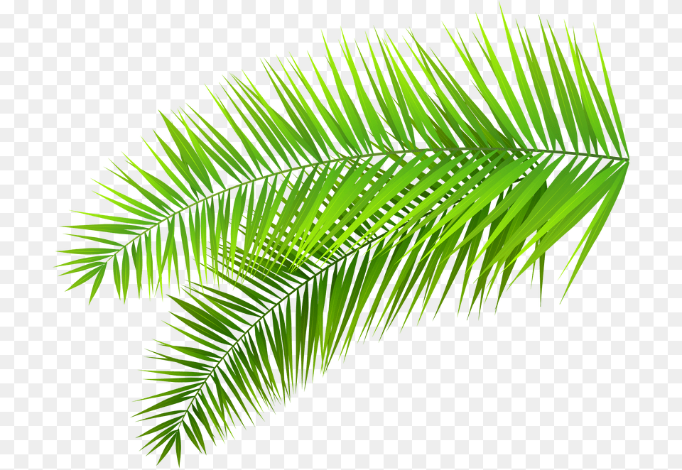 Coconuts Vector Palm Tree Palm Leaves Transparent Background, Green, Leaf, Palm Tree, Plant Free Png