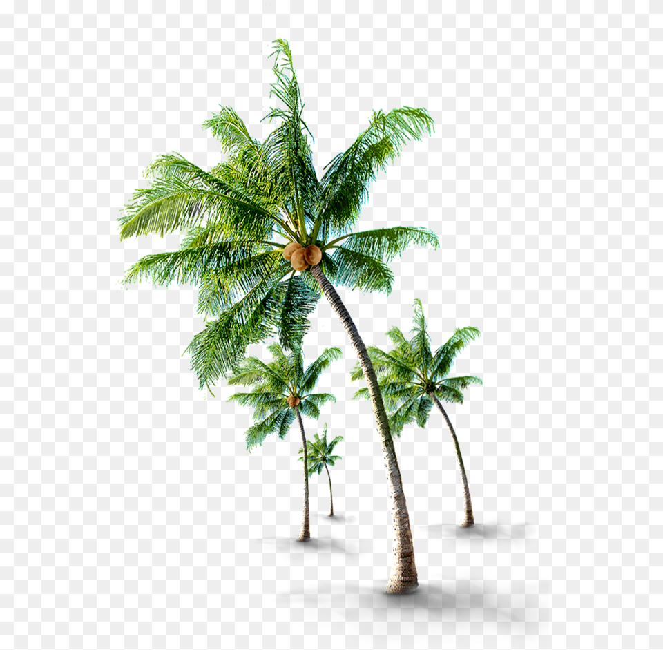 Coconutwater Coconut Tree Beach Green Sheets Coconut Palm Tree, Leaf, Palm Tree, Plant, Fern Png