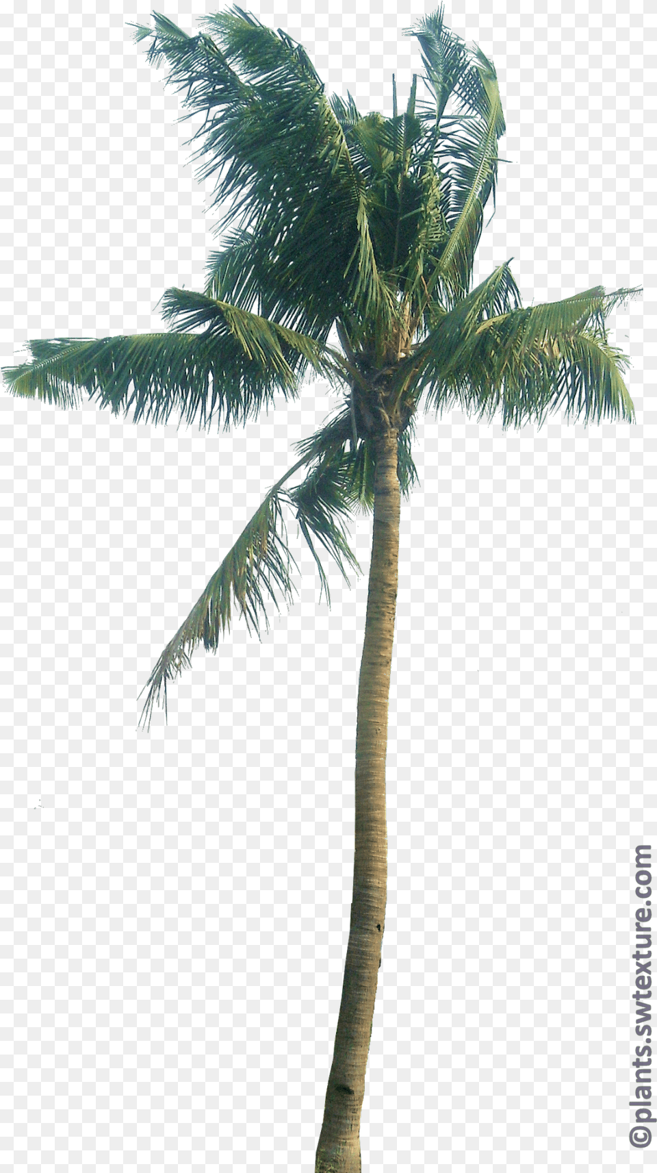 Cocos Nucifera, Palm Tree, Plant, Tree Free Transparent Png