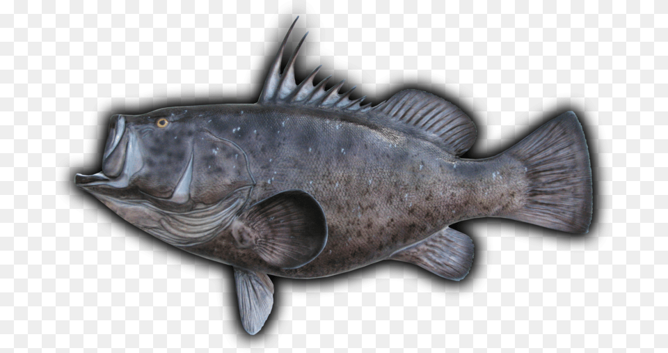 Cod, Animal, Fish, Sea Life Png