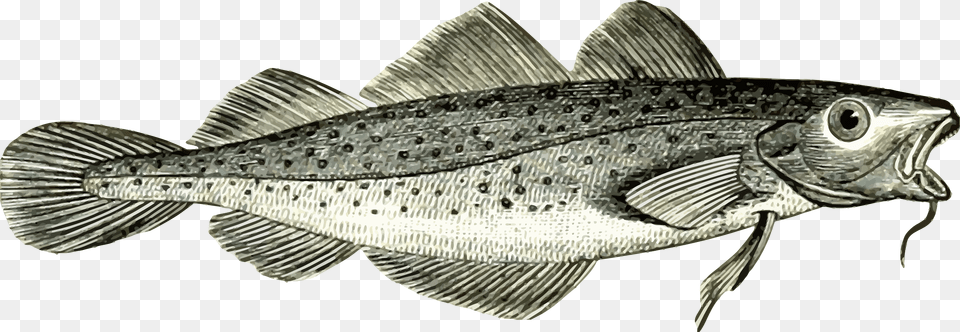 Cod, Animal, Fish, Sea Life, Trout Free Transparent Png