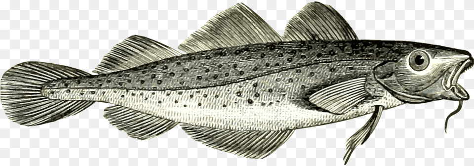 Cod Fish, Animal, Sea Life, Trout Png