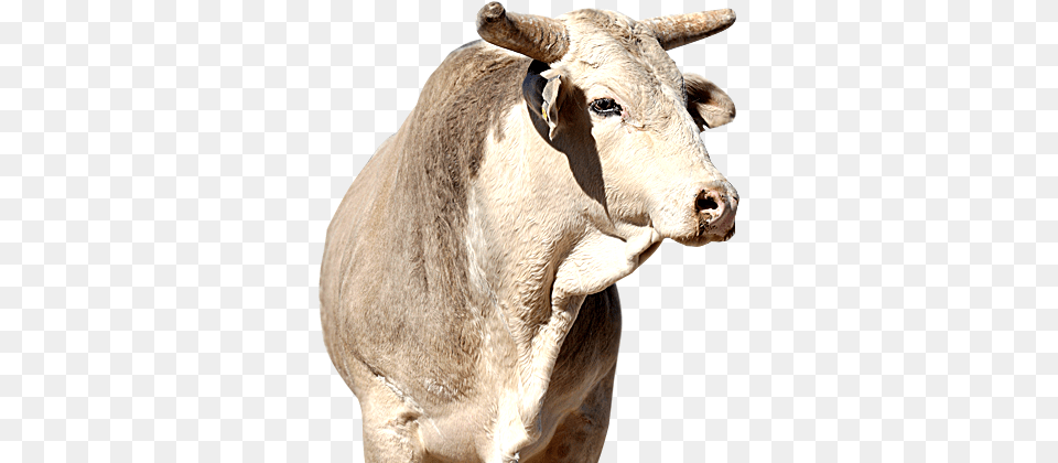 Code Blue Pbr Bull Code Blue, Animal, Cattle, Livestock, Mammal Png