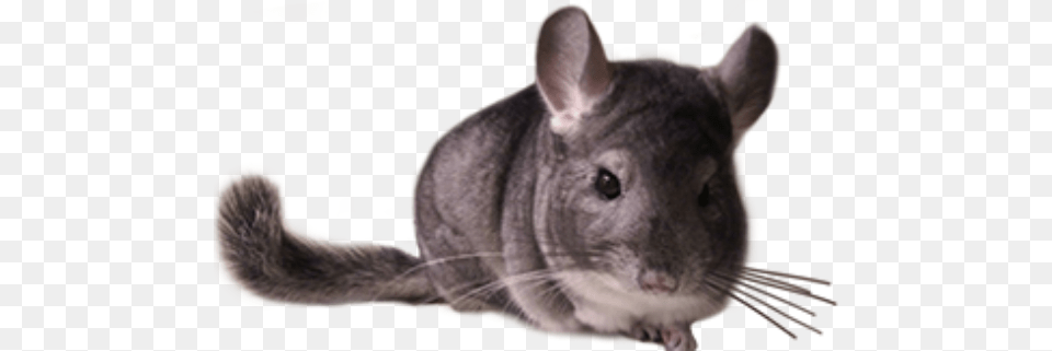 Code Of Best Practice In Chinchilla Breeding Chinchilla Transparent, Animal, Mammal, Rodent, Rat Free Png Download