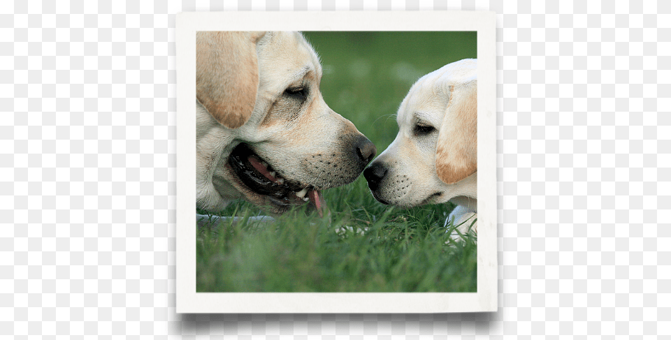 Code Of Ethics Labrador Retriever, Animal, Canine, Dog, Labrador Retriever Png Image