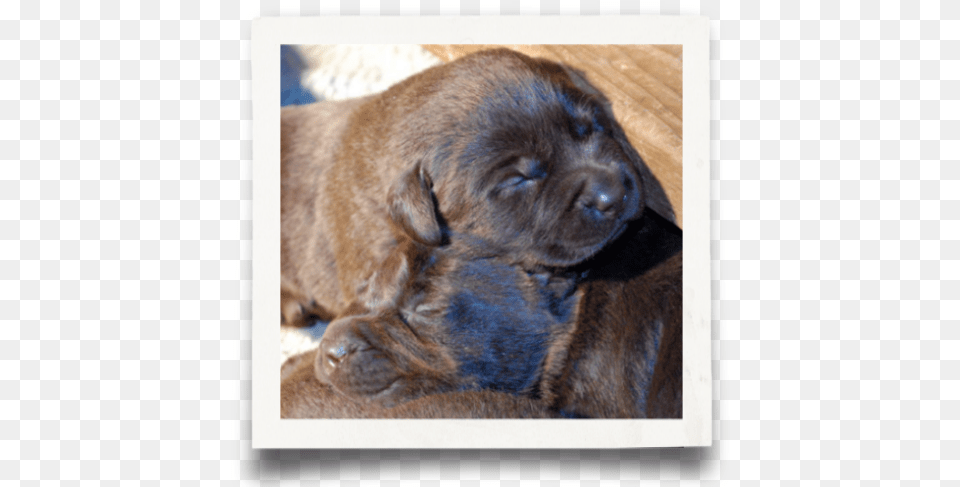 Code Of Ethics Labrador Retriever, Animal, Canine, Dog, Mammal Png Image