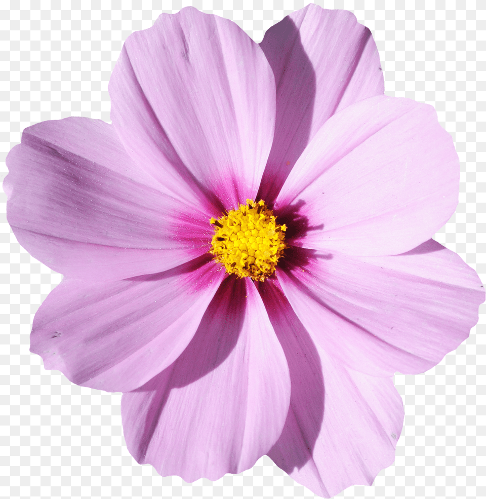 Codepen Cherryblossom Transparent Flower, Anemone, Anther, Dahlia, Daisy Png