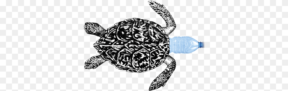 Codes Generator Projects Photos Videos Logos Hawksbill Sea Turtle, Animal, Reptile, Sea Life, Tortoise Png Image