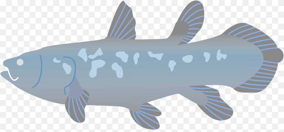 Coelacanth Fish Clipart, Animal, Sea Life, Shark, Carp Free Png