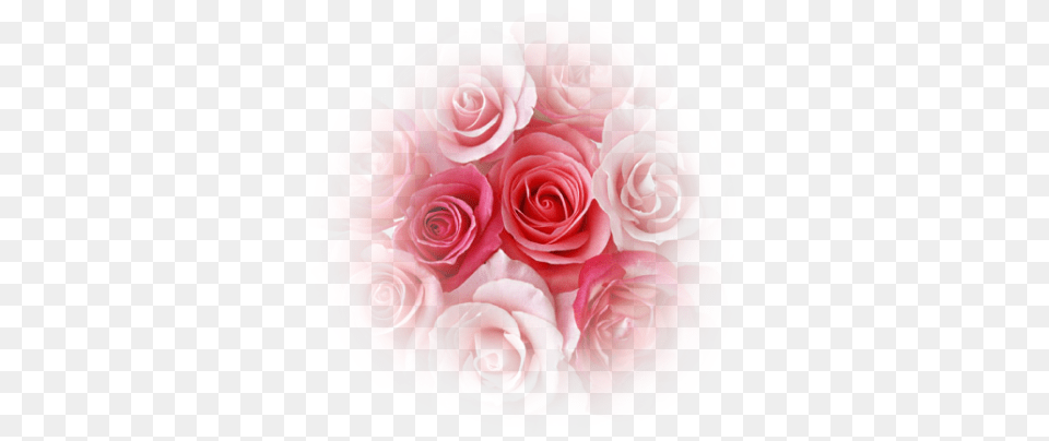 Coeur De Roses Rouge Volare Krema Za Telo, Flower, Flower Arrangement, Flower Bouquet, Petal Png Image