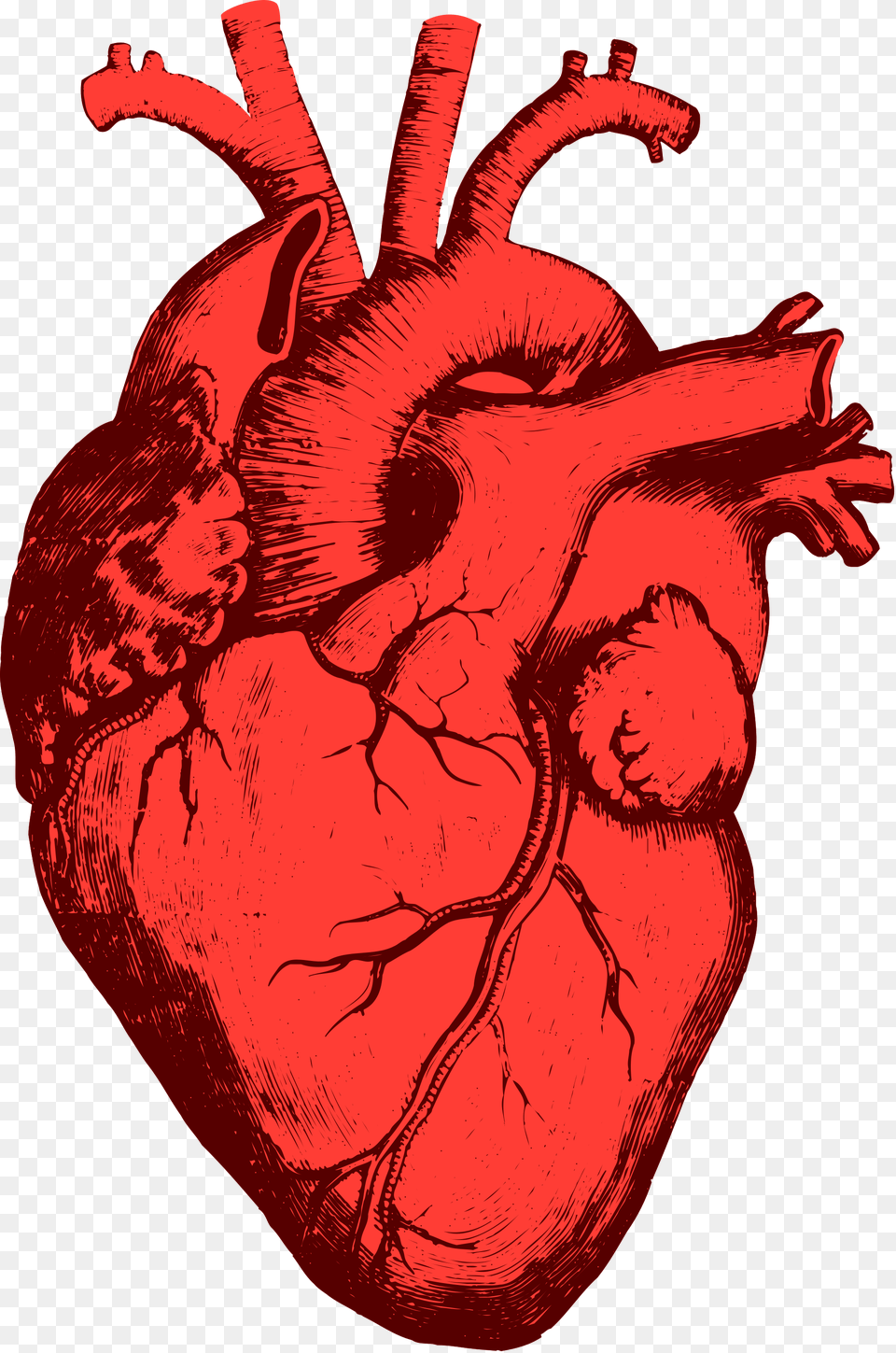 Coeurhumain, Person, Heart, Face, Head Free Transparent Png