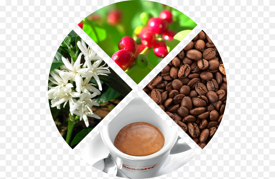Coffe Coffee, Cup, Beverage, Coffee Cup Free Png Download