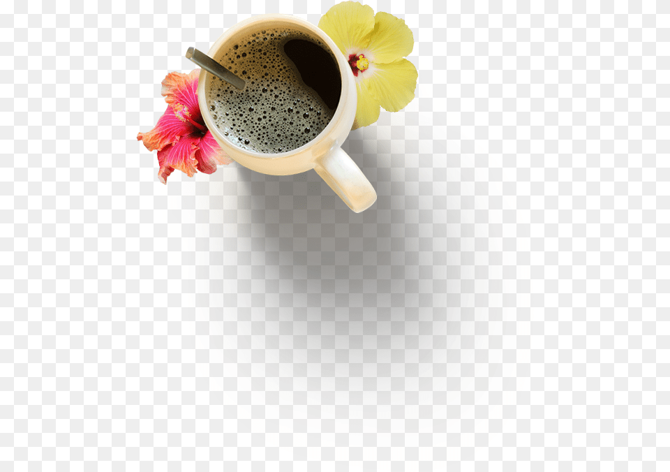 Coffe Coffee Cup, Flower, Plant, Beverage, Coffee Cup Png