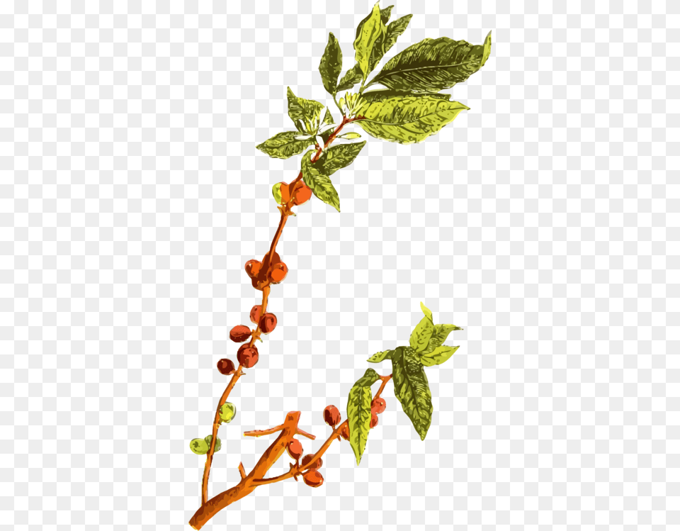 Coffee Bean Arabic Coffee Arabica Coffee Plants, Bud, Flower, Leaf, Plant Png