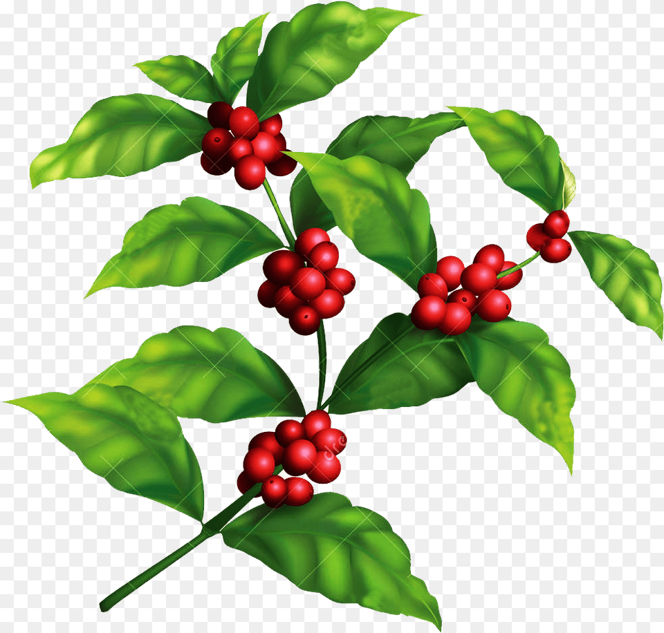 Coffee Bean Plant, Food, Fruit, Leaf, Produce Free Png Download