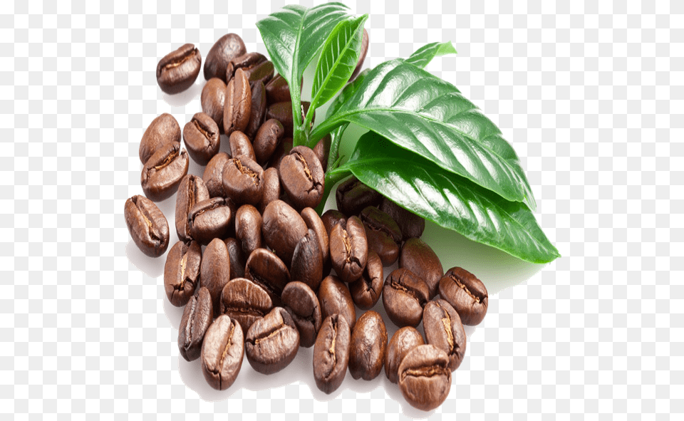 Coffee Bean Unroasted Coffee Bean S13 S16 S18 For Cafe De Veracruz, Beverage, Plant, Coffee Beans Png
