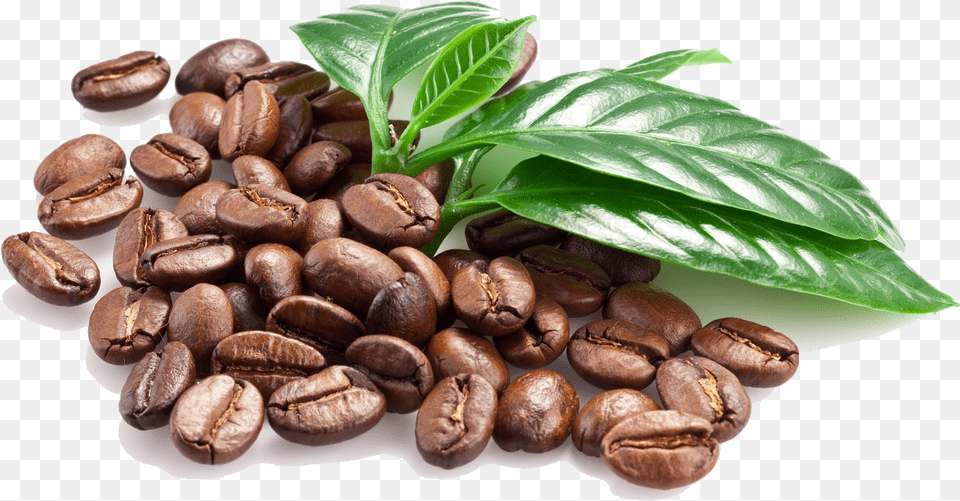 Coffee Bean With Leaves, Beverage, Plant, Fungus, Bread Png Image