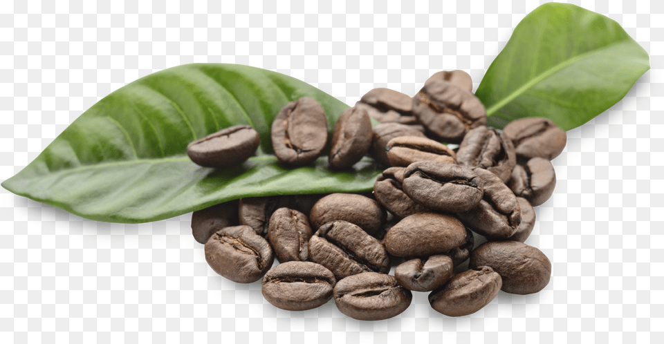 Coffee Beans, Beverage, Plant, Coffee Beans, Fungus Png