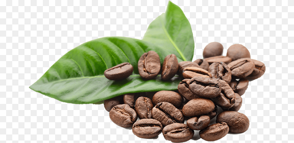 Coffee Beans, Beverage, Fungus, Plant, Coffee Beans Free Png