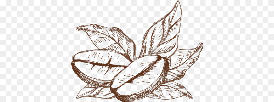 Coffee Coffee Plant Drawing, Leaf, Art, Animal, Bird Png Image