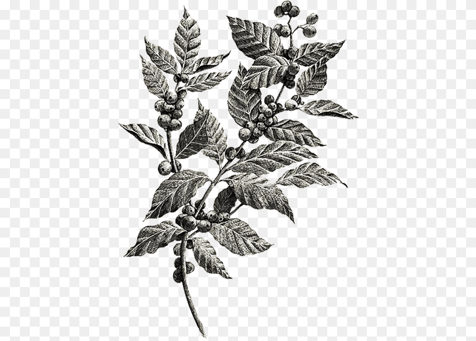 Coffee Plant 1080 Coffee Plant Tattoo, Leaf, Art, Drawing, Grass Free Png