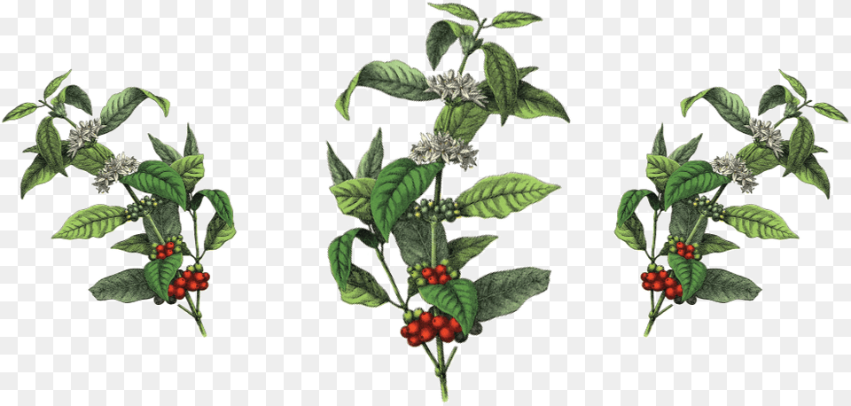 Coffee Plant Botanical Illustration, Herbal, Leaf, Herbs, Produce Png